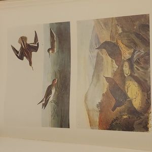Unknown bird prints. John James Audubon